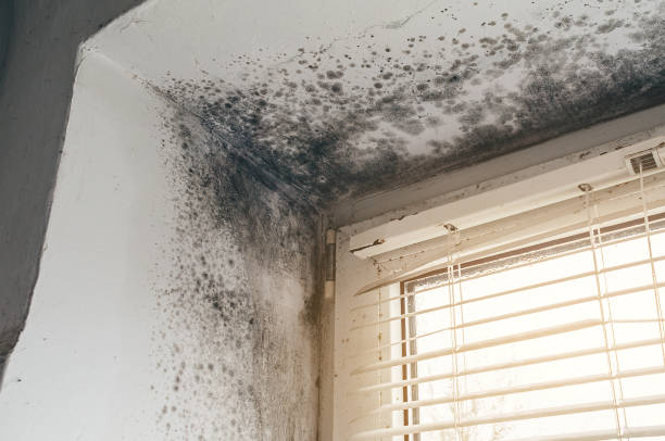 Affordable Basement Mold Removal solutions in Basking Ridge, NJ
